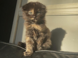 Scottish folds and Scottish Straight for sale