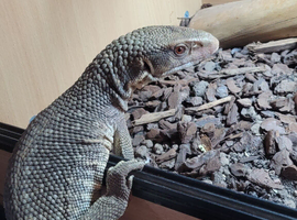Male Bosc Monitor