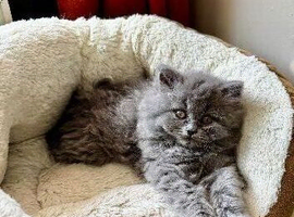Beautiful British shorthair blue & blue spotted