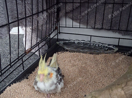 Cockatiel needs new home