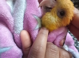 Super tamed caique