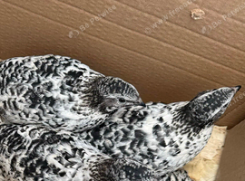 Coturnix quail hatching eggs