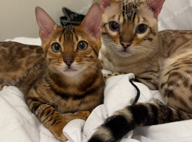 Bengal Kittens Incoming