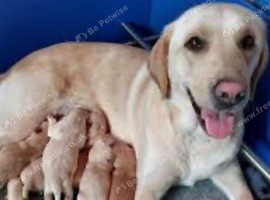 6 beautiful labradors