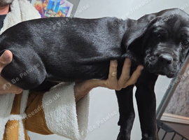 beautiful female cane corso