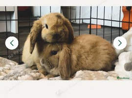 Male lop boys