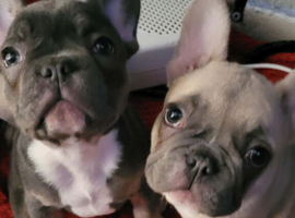 French Bulldog Pups At A Great Price | Offers Welcome | Beautiful Girls Now Available