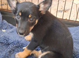 Kelpie cross puppies 8, 4 available.