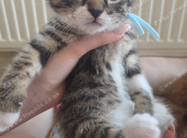 Tabby / black and white kittens