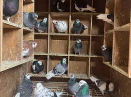 18 birmingham roller pigeons