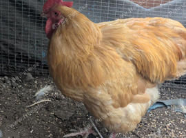 Buff Orpington Rooster