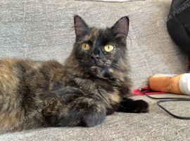 2 fluffy cats for rehoming