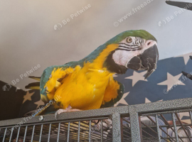 Female blue and gold macaw for sale
