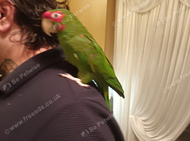 Rare Cherry headed conure