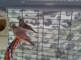 Zebra Finches for sale
