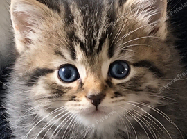 Siberian Kitten