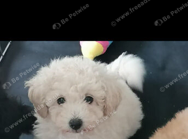BEAUTIFUL TEDDY BEAR PUPPY FOR SALE