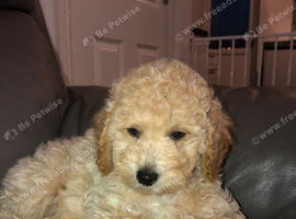Purebred mini poodles ready for their forever homes