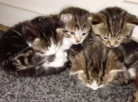 4 mixed breed calico, persian & tabby girls