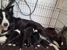 border collie puppies