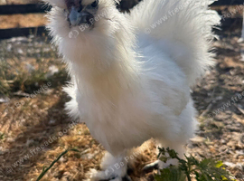 4 beautiful Silkie Cockrels