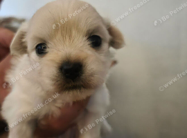 Malchipoo Puppies 3 Females