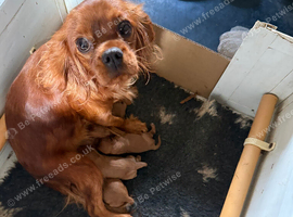 Kc registered 4 Ruby boys available