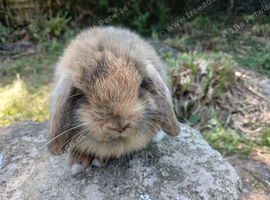 Stunning pure bred mini lop baby rabbits