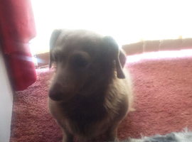 Dachshund