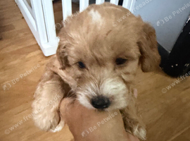 Cockapoo boys