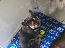 French bulldog