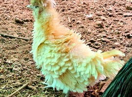 Polish chickens Padovana chickens frizzled smooth Hatching Eggs