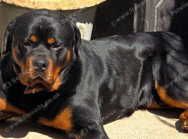 ROTTWEILER FOR SALE