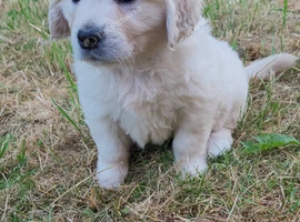 Snowy white retriever puppies