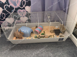 Gorgeous male Netherlands dwarf bunny