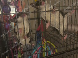 Male and female sugar gliders for sale