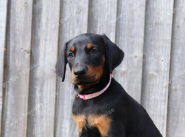 Quality European Doberman  - 1 Remaining Female