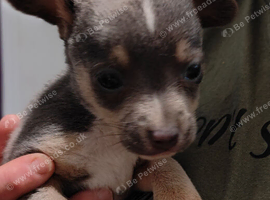Jack Russell cross looking for a new home