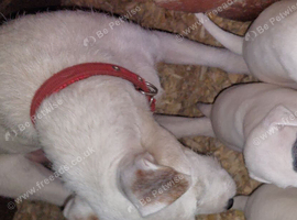 Fell terrier x bedlington whippet