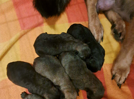 German shepherd puppies