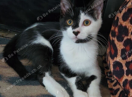 12 week old kitten female