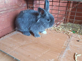 Grey male for sale