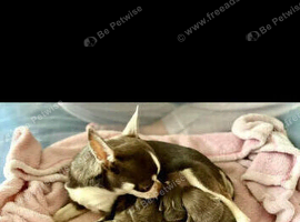 Chihuahua puppies