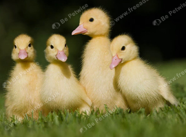 4 beautiful yellow ducklings