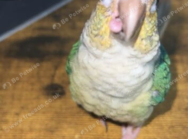 Baby hand reared green cheek conure