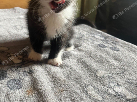 Female kitten