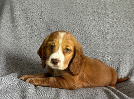 Stunning Extensive health tested cocker spaniel puppies