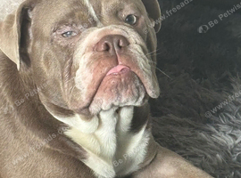 English bulldog