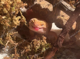 Tangerine Albino leopard gecko