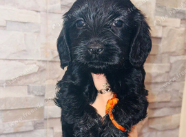 Adorable cockapoo puppies